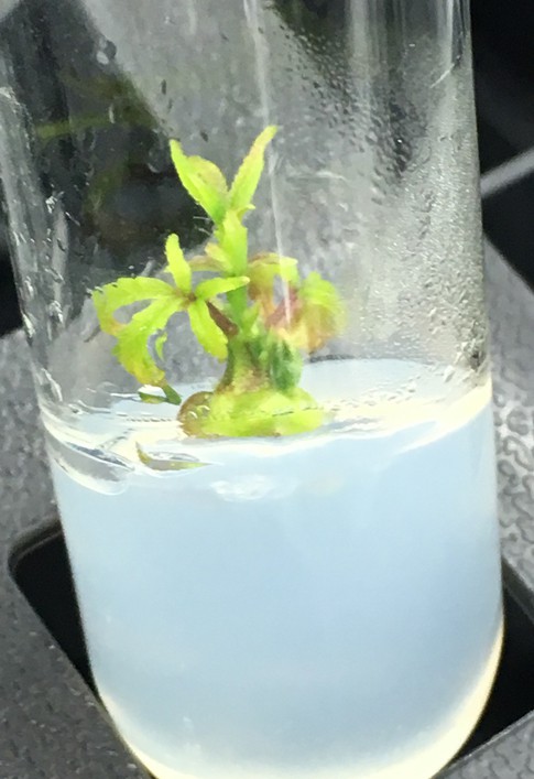application of plant tissue culture in floriculture